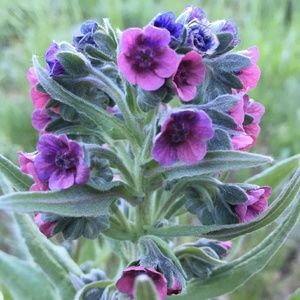 Meet your Posher, Cindy